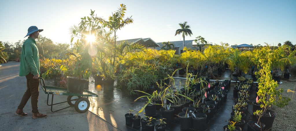 A person rolls a cart through a plant nursery that is in outside housing rows of potted plants.
