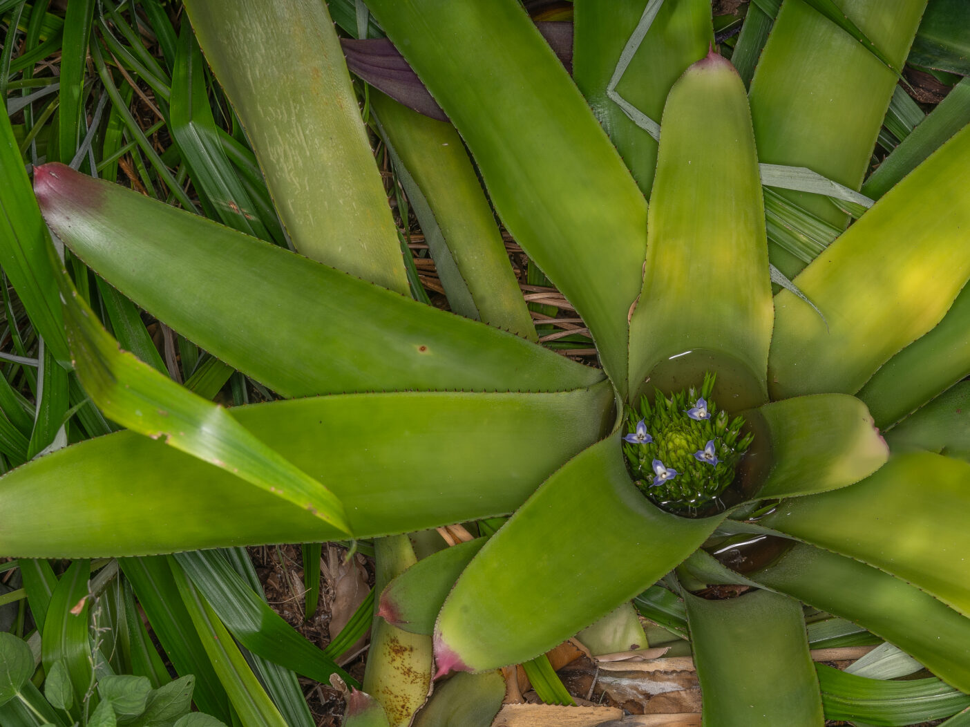 A large green bromeliad has four small flowers blooming in its center where it is holding a puddle of water.