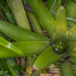 A large green bromeliad has four small flowers blooming in its center where it is holding a puddle of water.