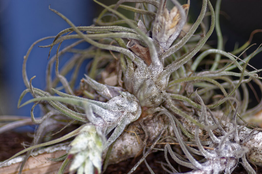 A close up photo of a small tillandsia on a branch shows the small, grey hairlike trichomes.