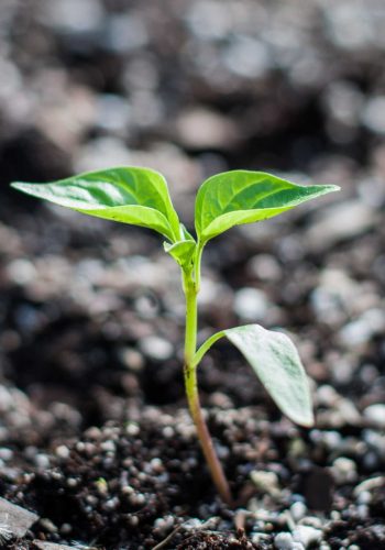 Sprout_11152018_02 (1)